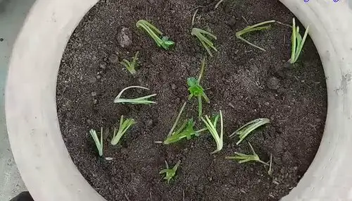 How to Grow Cilantro from Stem Cuttings 8
