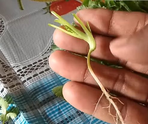 Snip Away the Leaves