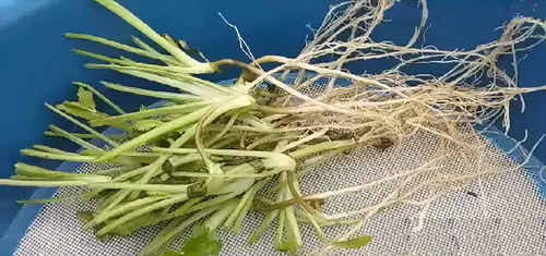 How to Grow Cilantro from Stem Cuttings 2
