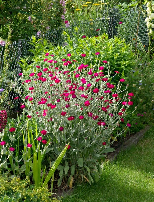 Plants that Can Handle Drought 6