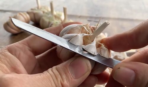 Special Trick to Root Garlic Quickly and Have Unlimited Supply 2