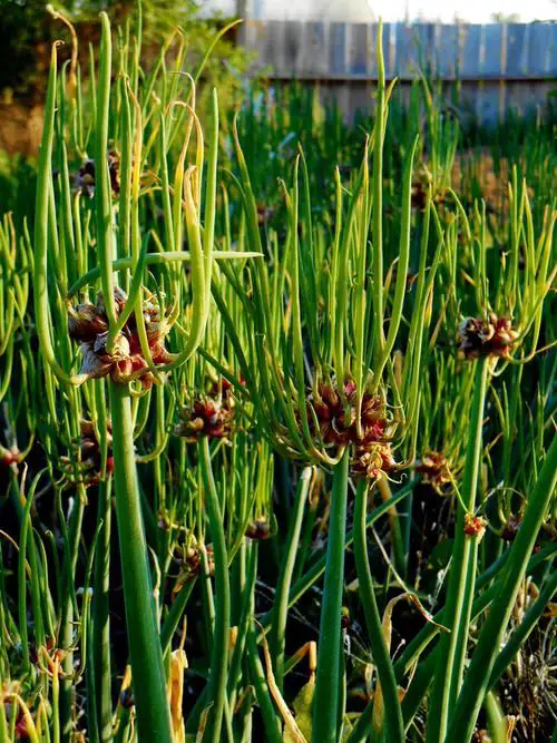 Perennial Vegetables 12