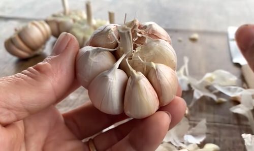 Trick to Root Garlic Quickly  1
