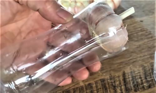 Trick to Root Garlic Quickly  3
