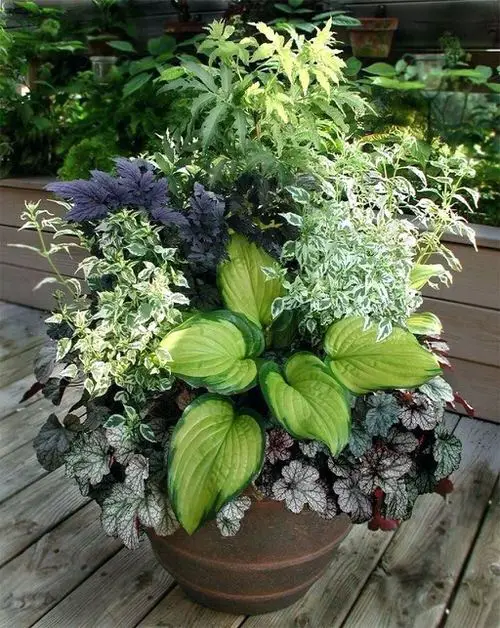 Hosta Container Ideas for Shade 1