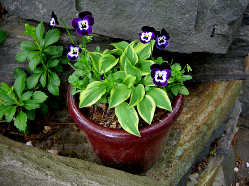 Hosta Container Ideas for Shade 9