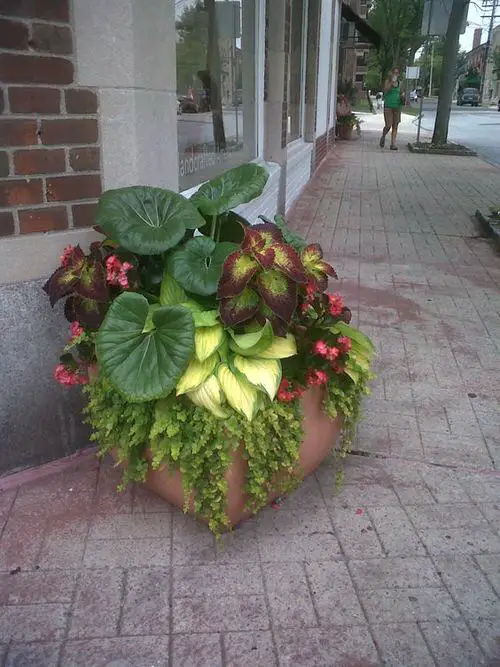 Hosta Container Ideas for Shade 11