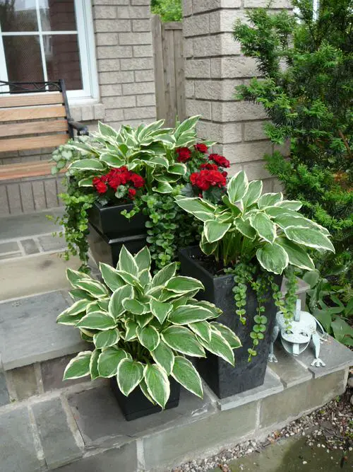 Plant Combinations with Hostas 12