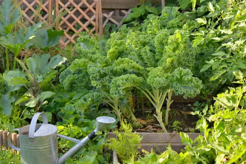 beautiful Plants to Grow in Your Tropical Edible Garden
