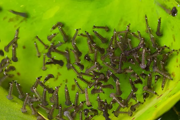 Home Remedies to Kill Mosquito Larvae in Water