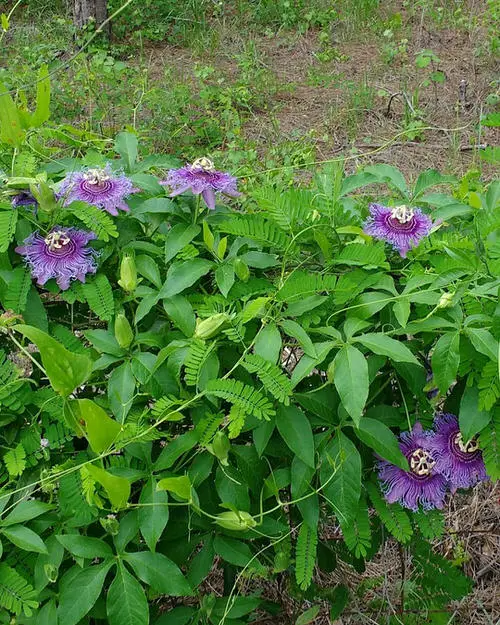 little Plants for Your Tropical Edible Garden to Grow
