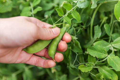 Harvesting Peas