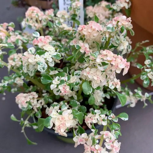 Pretty Pink Houseplants 40