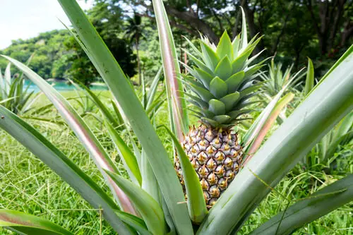 top Plants for Your Tropical Edible Garden