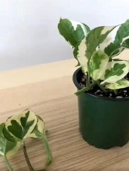 How to Grow Any Pothos Plant