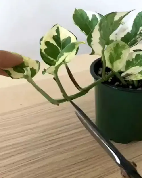 Your Cutting Should Have At least One Node & One Leaf