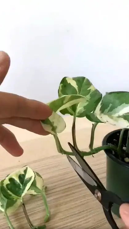 Select the Healthiest Stem