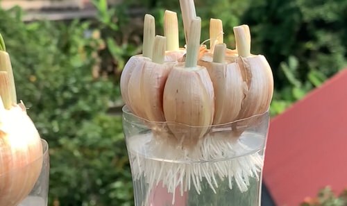 Trick to Root Garlic Quickly  5