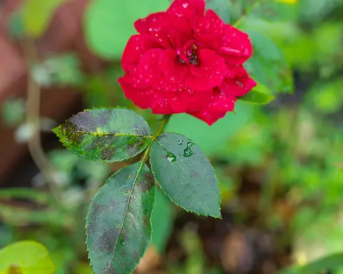 How to Prevent Black Spots on Roses?