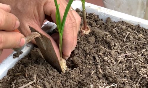 Trick to Root Garlic Quickly 8