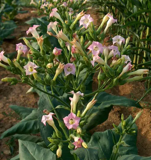 Plants That Are Lethal To Humans