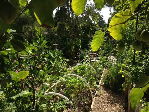 Tropical Edible Garden Winter Care is Important