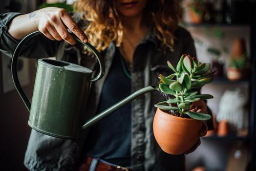 Common Succulent Growing Mistakes 4