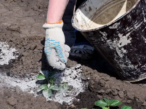 Signs that Show Your Plant Needs More Potassium 3