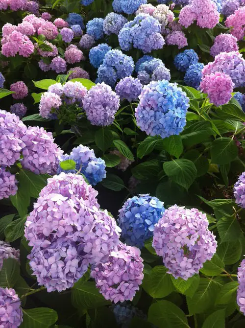 Color Changing Flowers