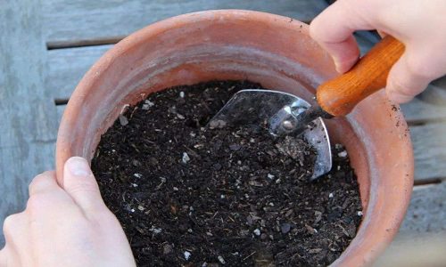 Best Ways to Rejuvenate Old Potting Soil 1
