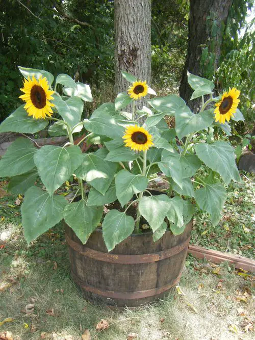 Plants That Naturally Repel Aphids in contenier