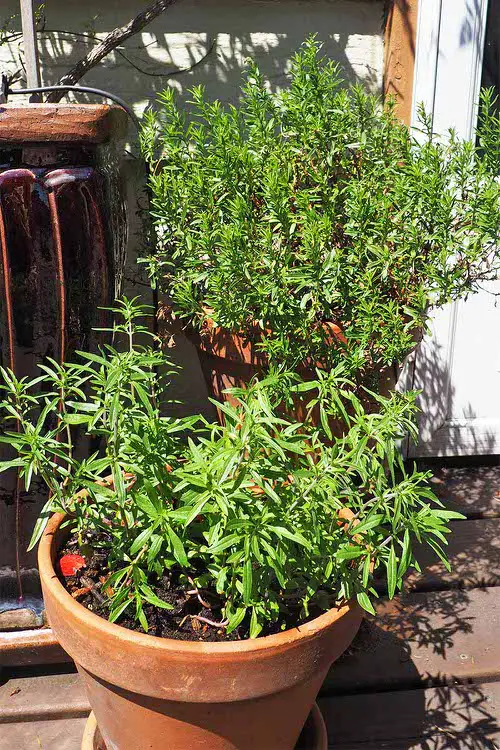 Plants That Naturally Repel Aphids! You can grow them in your garden