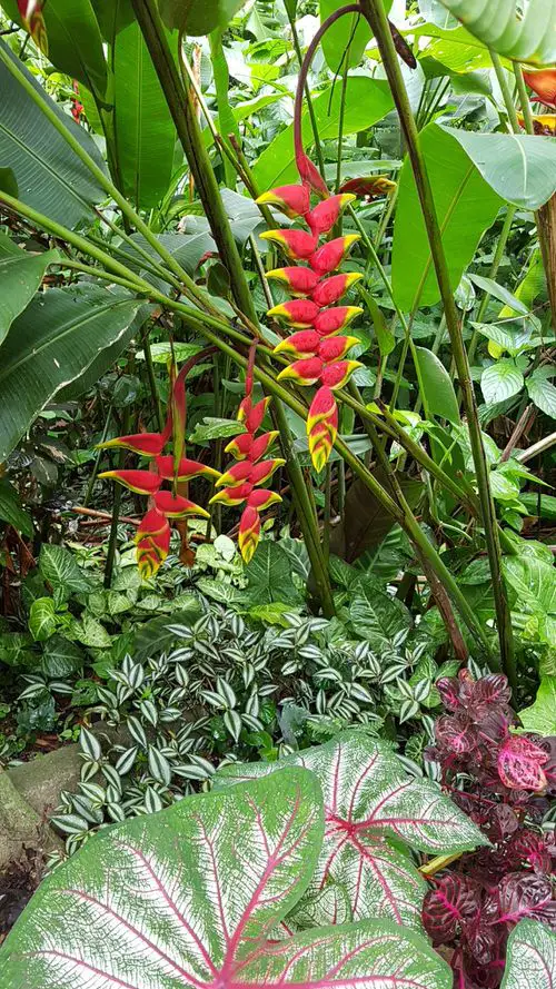 Crazy Tropical Garden Bed Ideas You'd Like to Copy 12