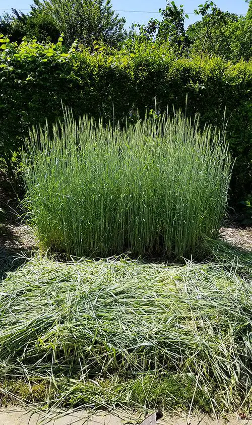 Plants That Naturally Repel Aphids You can grow them in your home or garden