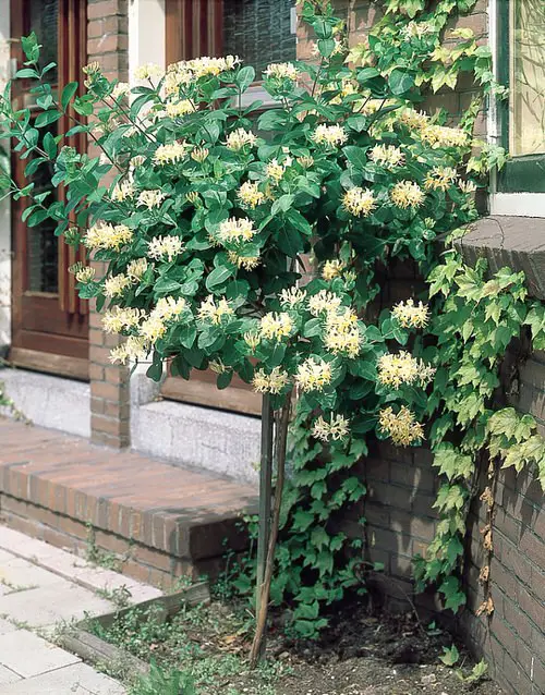 Japanese Honeysuckle Flowering Vines