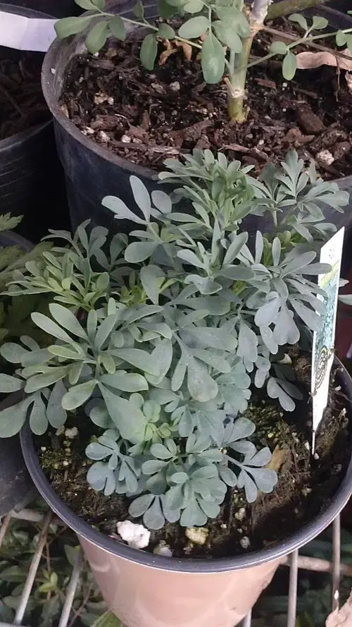 Plants That Naturally Repel Aphids 13