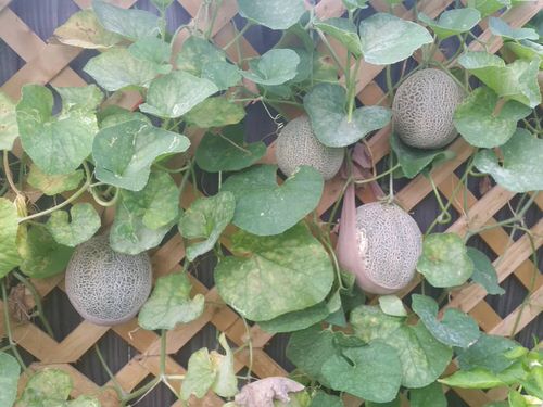 List of Fruits That Grow on Vines 22