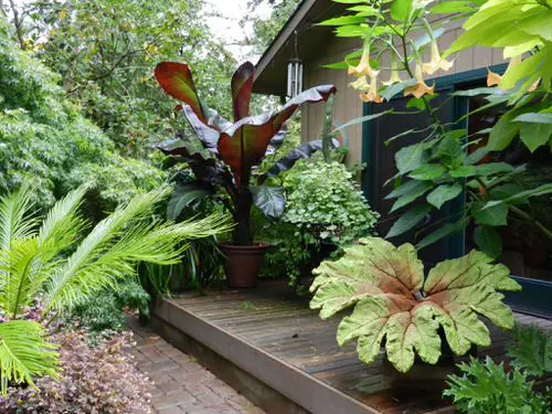 Crazy Tropical Garden Bed Ideas You'd Like to Copy 13