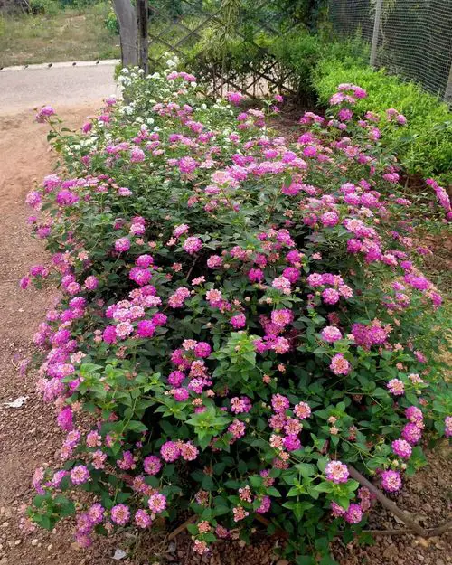 Different Kinds of Pink Garden Flowers 