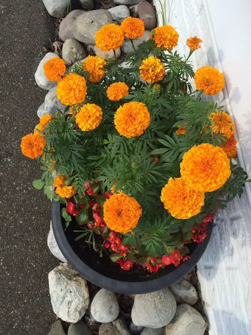 Plants That Naturally Repel Aphids 15