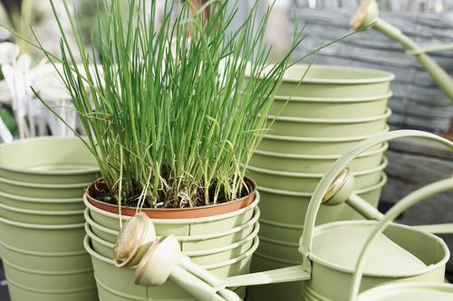 beautiful Plants That Naturally Repel Aphids
