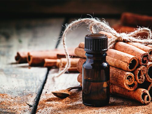 Ways to Get Rid of Carpenter Ants from Homes and Gardens 12