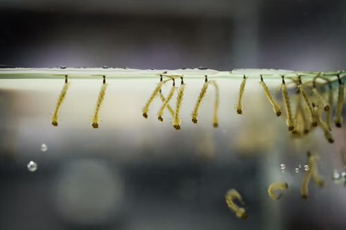 Organic Neem Oil Uses for Garden 17