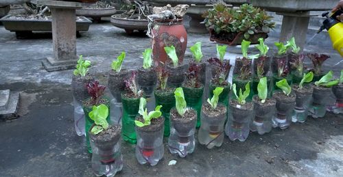 Lettuce Planter Projects for Gardeners 18