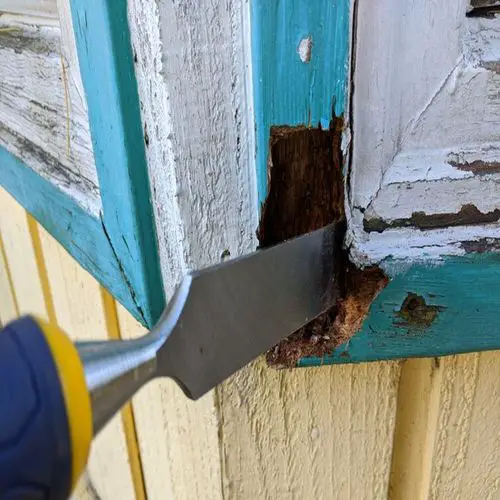 Ways to Get Rid of Carpenter Ants from Homes and Gardens 10
