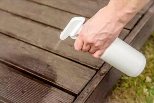 Ways to Get Rid of Carpenter Ants from Homes and Gardens 14