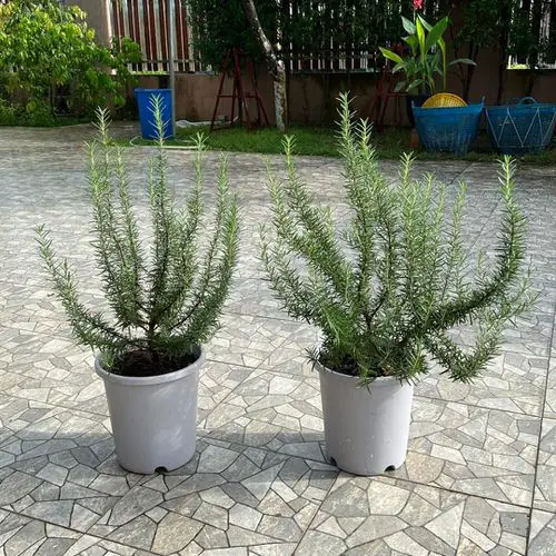 Plants That Naturally Repel Aphids in pot