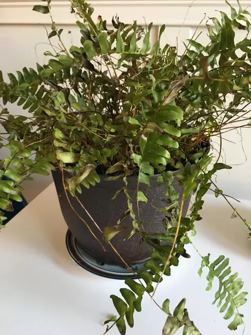Ferns Turning Brown and Dying Reasons and Solutions