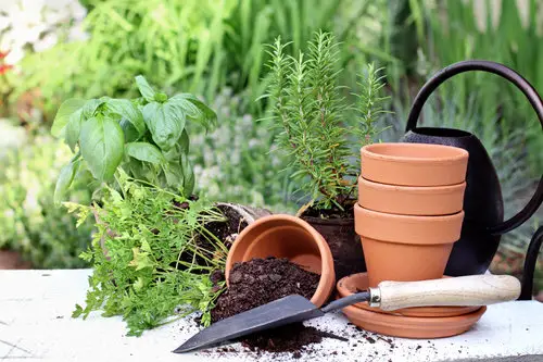 Best Ways to Rejuvenate Old Potting Soil  2