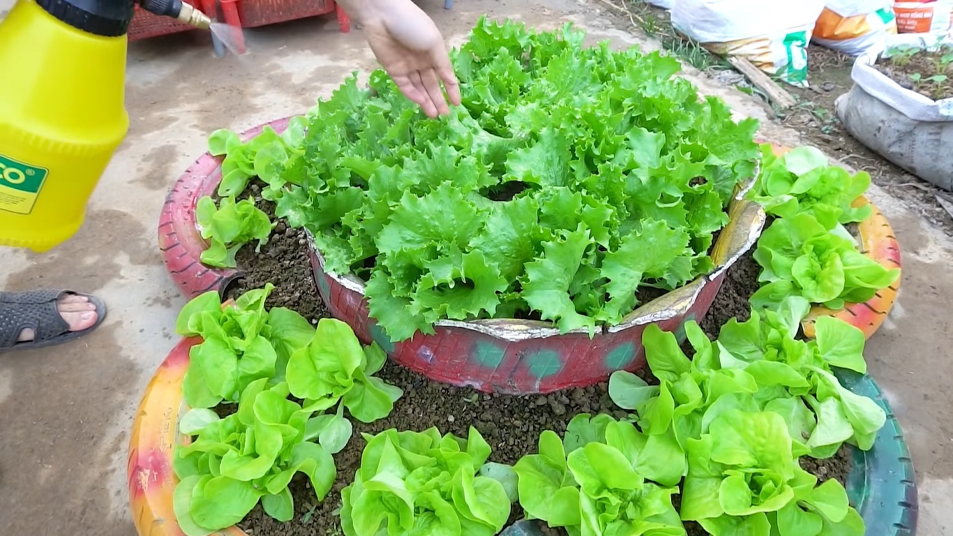 DIY Lettuce Garden Ideas 19
